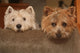 westie and cairn terriers Wall Mural