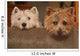 westie and cairn terriers Wall Mural