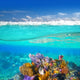 Mayan Riviera Coral Reef