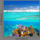 Mayan Riviera Coral Reef