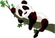 Panda sleeping on a branch Wall Decal