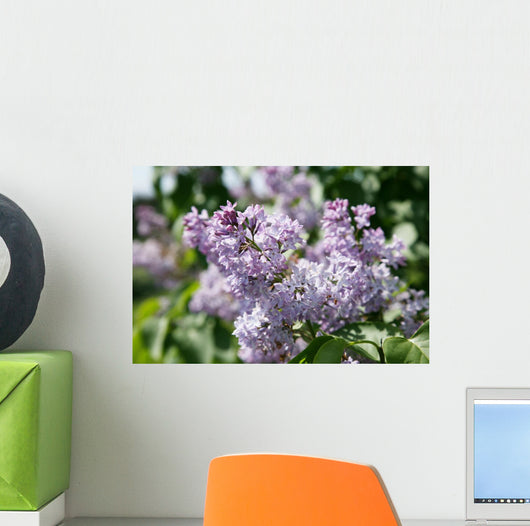 Lilacs 2