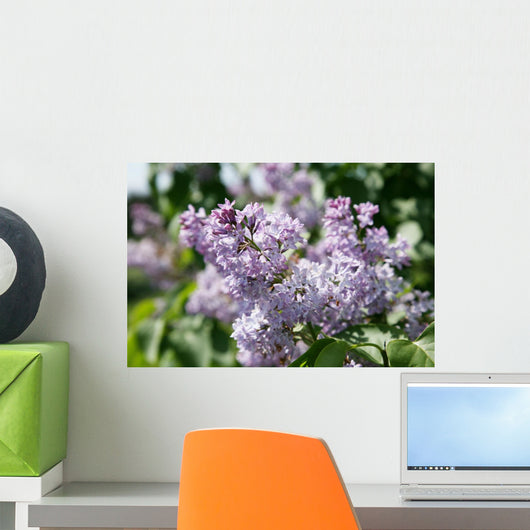 Lilacs 2