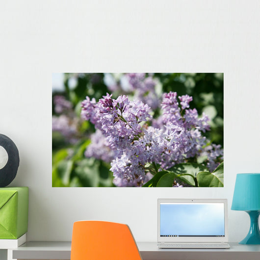 Lilacs 2