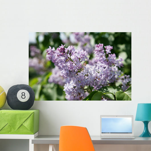 Lilacs 2