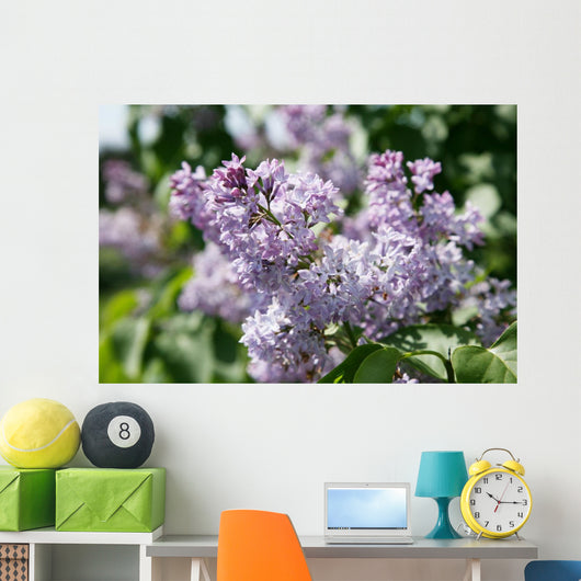 Lilacs 2