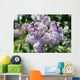 Lilacs 2