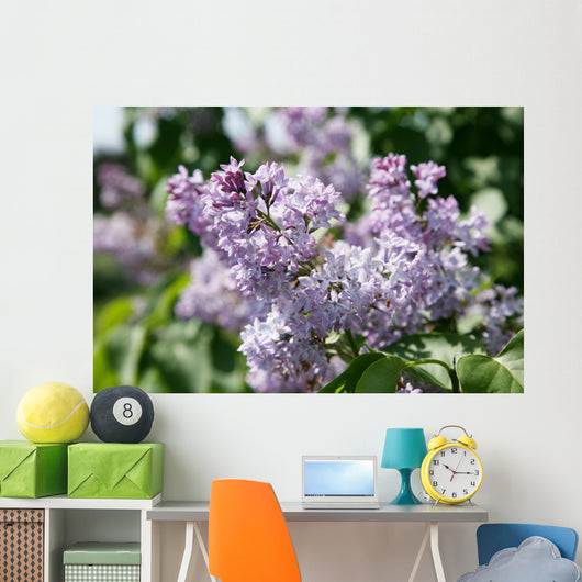 Lilacs 2