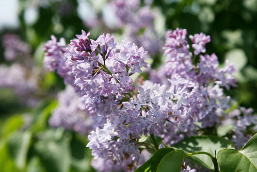 Lilacs 2