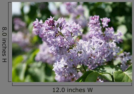 Lilacs 2