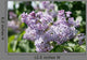 Lilacs 2