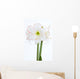 Amaryllis Nahaufnahme Wall Decal