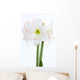 Amaryllis Nahaufnahme Wall Decal