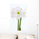 Amaryllis Nahaufnahme Wall Decal