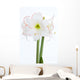 Amaryllis Nahaufnahme Wall Decal