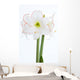 Amaryllis Nahaufnahme Wall Decal