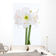 Amaryllis Nahaufnahme Wall Decal