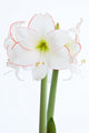 Amaryllis Nahaufnahme Wall Decal