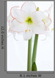 Amaryllis Nahaufnahme Wall Decal