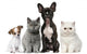 Group of Dogs and Cats Wall Decal