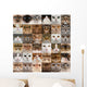Collage 36 Cat Heads