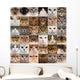 Collage 36 Cat Heads