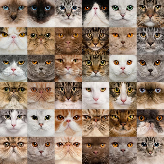 Collage 36 Cat Heads