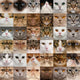 Collage 36 Cat Heads