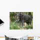 Elephant Wall Mural
