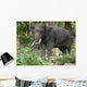 Elephant Wall Mural