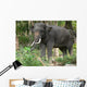 Elephant Wall Mural