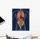 Internal Organs Back 3D Wall Mural