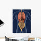 Internal Organs Back 3D Wall Mural