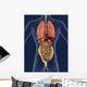 Internal Organs Back 3D Wall Mural