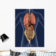 Internal Organs Back 3D Wall Mural