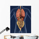 Internal Organs Back 3D Wall Mural