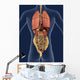 Internal Organs Back 3D Wall Mural