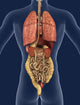 Internal Organs Back 3D Wall Mural