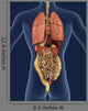 Internal Organs Back 3D Wall Mural