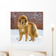 Tibetan Mastiff