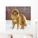 Tibetan Mastiff