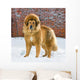 Tibetan Mastiff