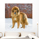 Tibetan Mastiff