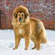 Tibetan Mastiff