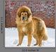 Tibetan Mastiff