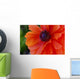 Beautiful Orange Red Poppy Flower Closeup Wall Mural