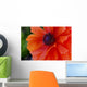 Beautiful Orange Red Poppy Flower Closeup Wall Mural