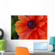Beautiful Orange Red Poppy Flower Closeup Wall Mural
