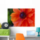 Beautiful Orange Red Poppy Flower Closeup Wall Mural