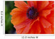 Beautiful Orange Red Poppy Flower Closeup Wall Mural